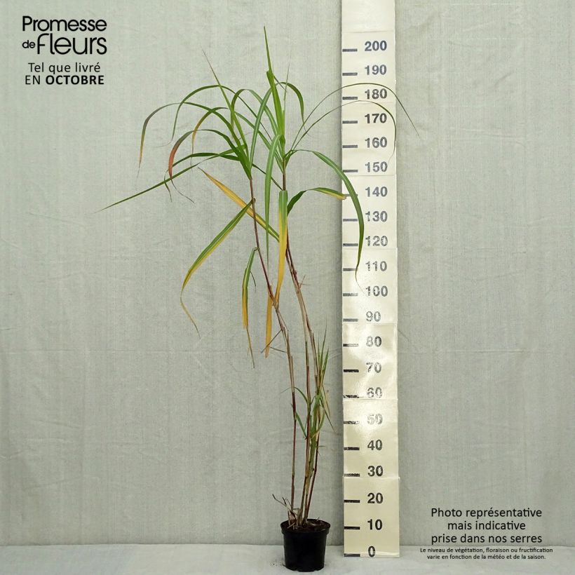 Miscanthus giganteus 2L/3L pot sample as delivered in autumn