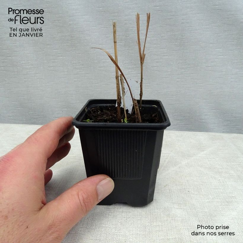 Miscanthus sacchariflorus 8/9 cm pot sample as delivered in winter