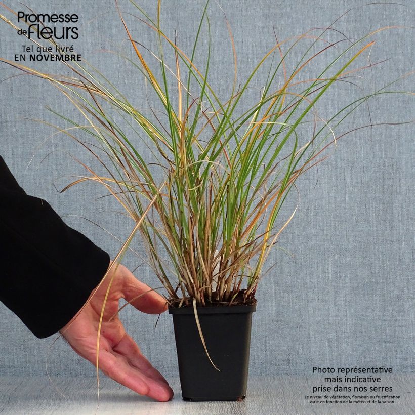 Miscanthus sinensis Adagio - Silvergrass 8/9 cm pot sample as delivered in autumn