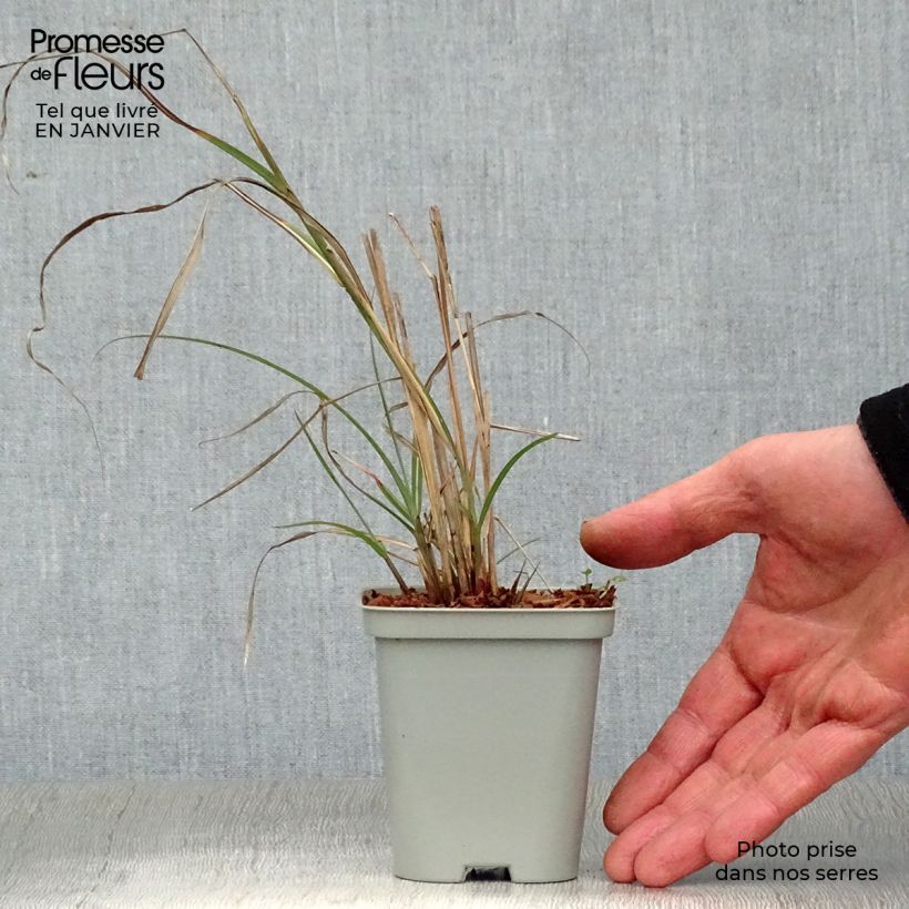 Miscanthus sinensis Adagio - Silvergrass 8/9 cm pot sample as delivered in winter