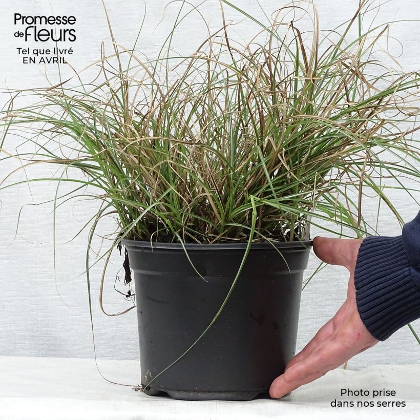 Miscanthus sinensis Adagio - Silvergrass 2L/3L pot sample as delivered in spring