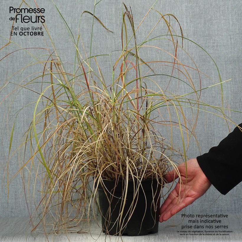 Miscanthus sinensis Adagio - Silvergrass 2L/3L pot sample as delivered in autumn