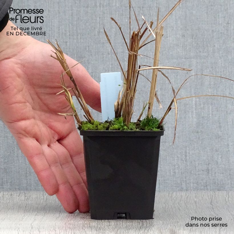 Miscanthus sinensis Aperitiv - Silvergrass 8/9 cm pot sample as delivered in winter