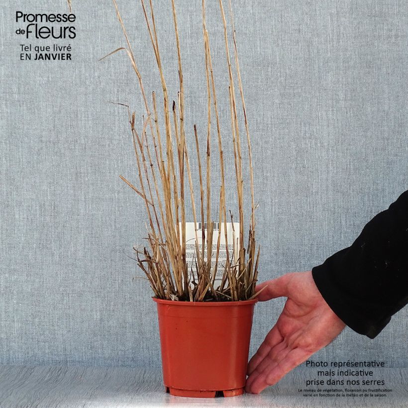 Miscanthus sinensis Aperitiv - Silvergrass 1L/1.5L pot sample as delivered in winter