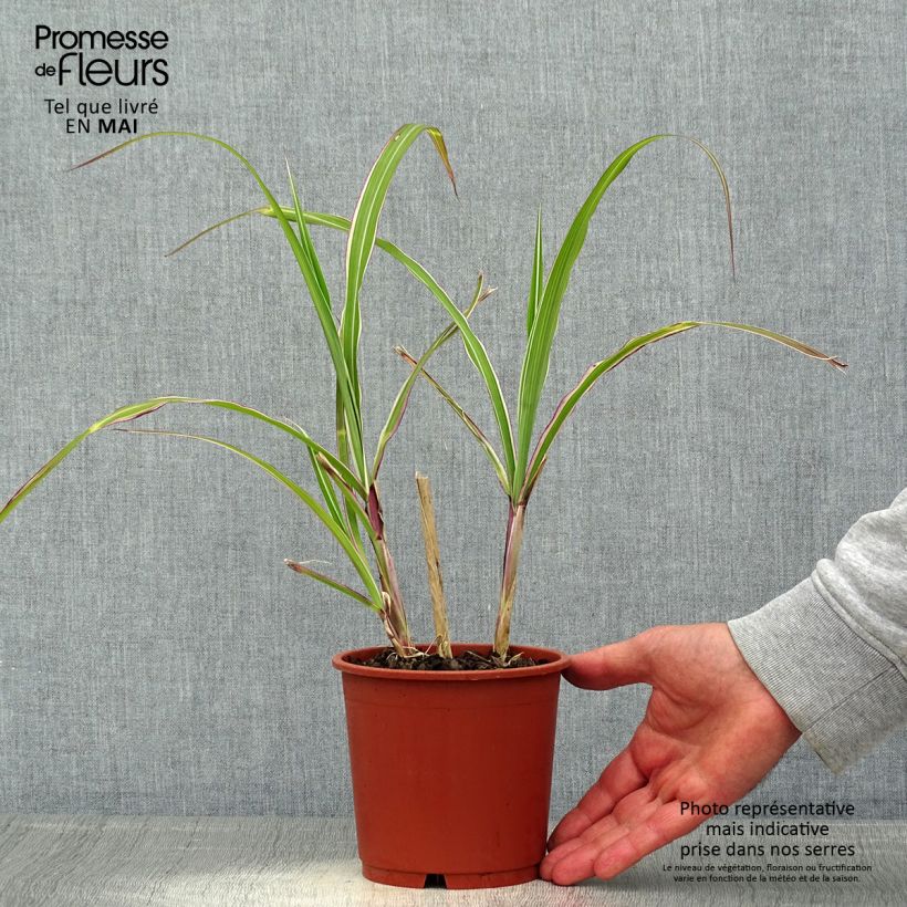 Miscanthus sinensis var. condensatus Cosmopolitan - Silvergrass 1L/1.5L pot sample as delivered in spring
