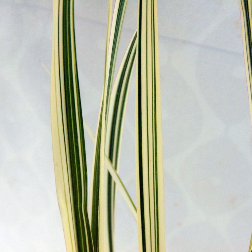 Miscanthus sinensis var. condensatus Cosmopolitan - Silvergrass (Foliage)