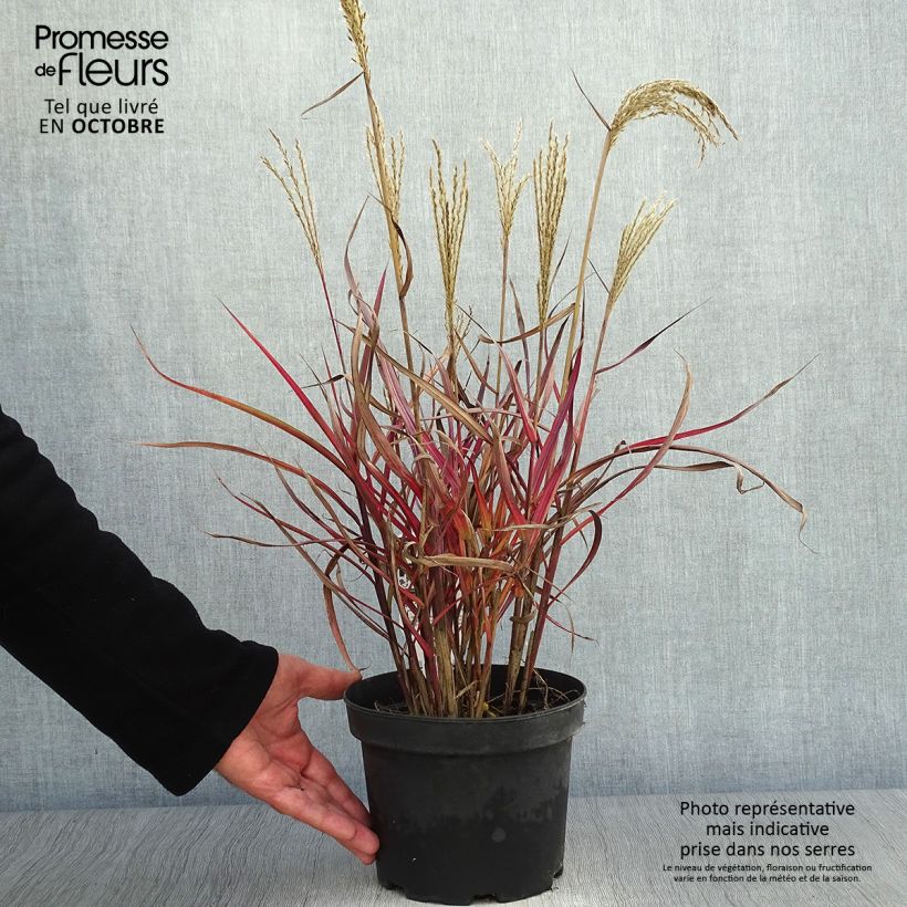 Miscanthus sinensis Dronning Ingrid - Silvergrass 1.5L/2L pot sample as delivered in autumn