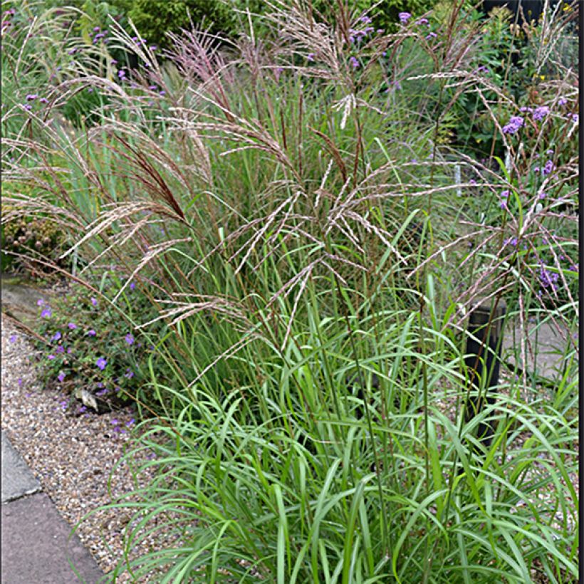 Miscanthus sinensis Emmanuel Lepage - Silvergrass (Flowering)