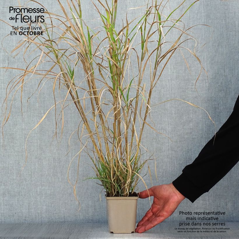 Miscanthus sinensis Etincelle - Silvergrass 8/9 cm pot sample as delivered in autumn
