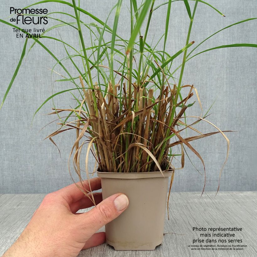 Miscanthus sinensis Etincelle - Silvergrass 8/9 cm pot sample as delivered in spring