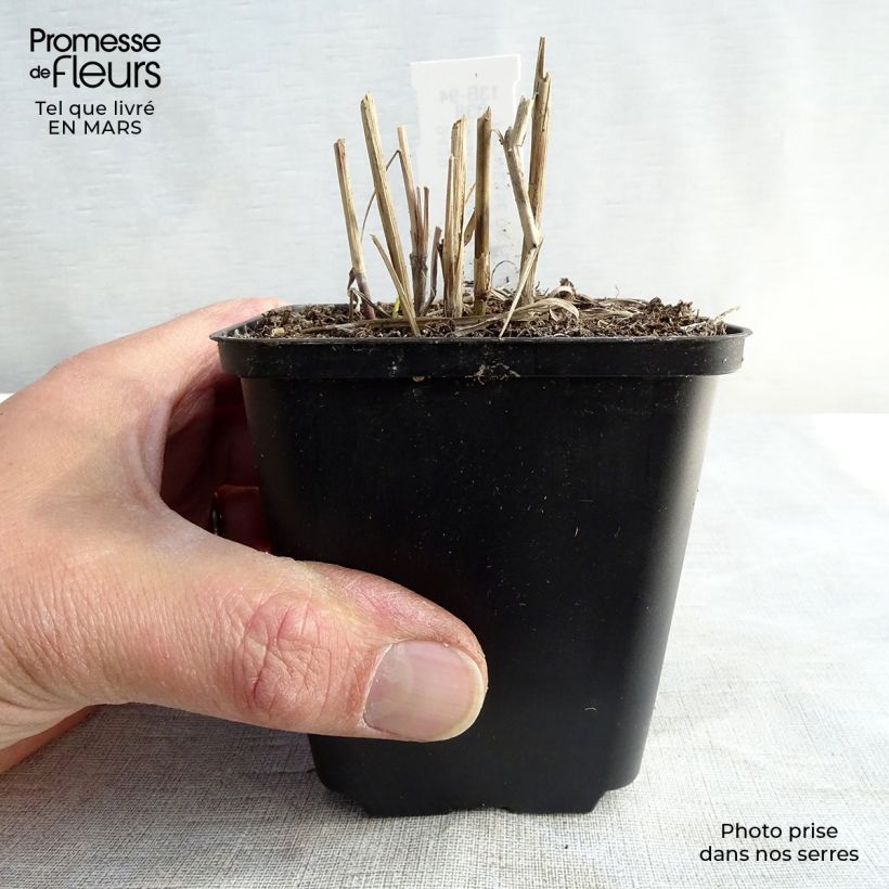 Miscanthus sinensis Ferner Osten - Silvergrass 8/9 cm pot sample as delivered in winter