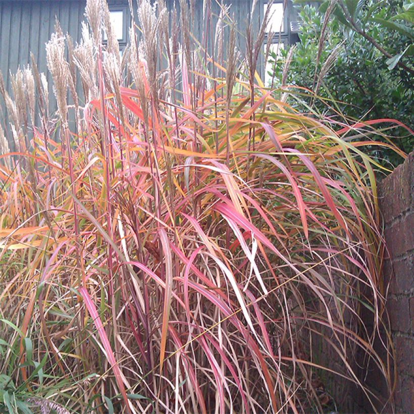 Miscanthus sinensis Ghana - Silvergrass (Plant habit)