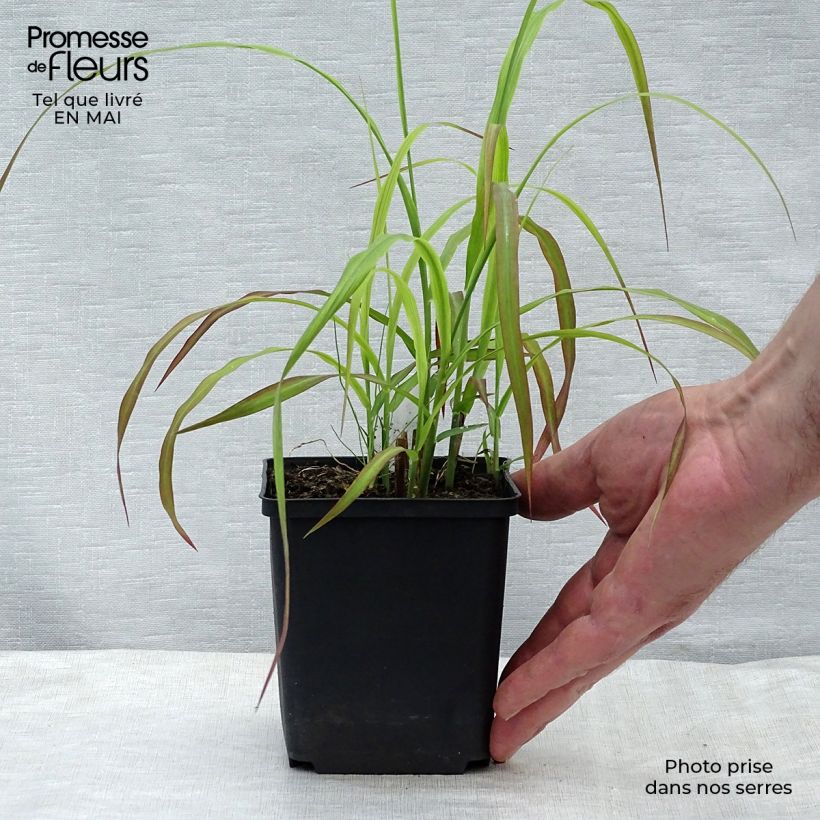 Miscanthus sinensis Ghana - Silvergrass 8/9 cm pot sample as delivered in spring