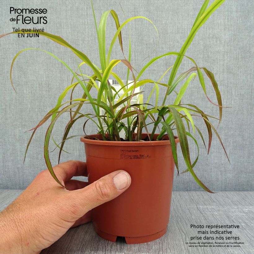 Miscanthus sinensis Ghana - Silvergrass 1L/1.5L pot sample as delivered in spring