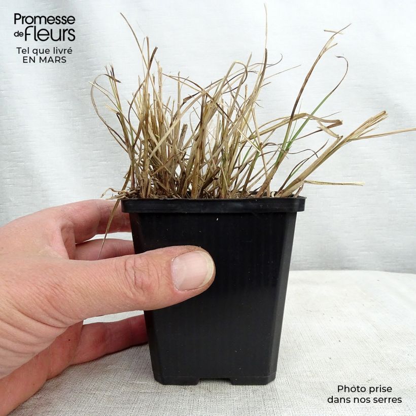 Miscanthus sinensis Gnome - Silvergrass 8/9 cm pot sample as delivered in spring