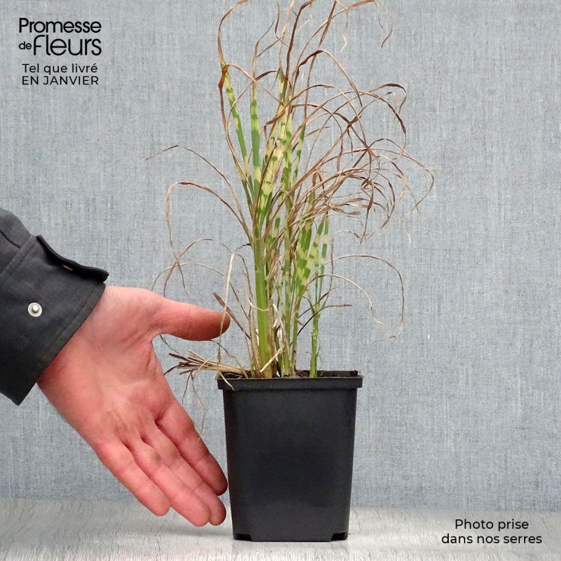 Miscanthus sinensis Gold Bar - Silvergrass 8/9 cm pot sample as delivered in winter