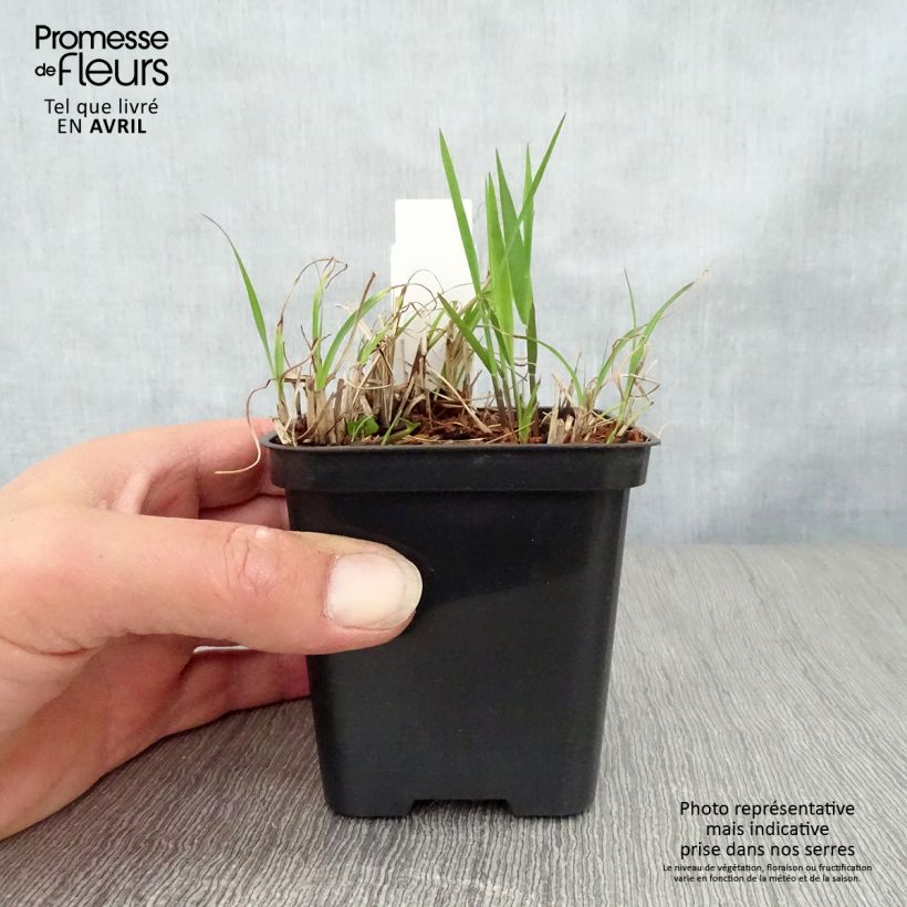 Miscanthus sinensis Gold Bar - Silvergrass 8/9 cm pot sample as delivered in spring