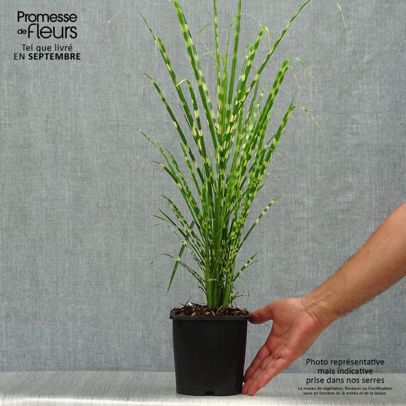 Miscanthus sinensis Gold Bar - Silvergrass 2L/3L pot sample as delivered in autumn