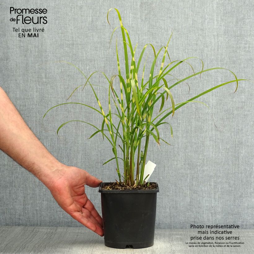 Miscanthus sinensis Gold Bar - Silvergrass 2L/3L pot sample as delivered in spring