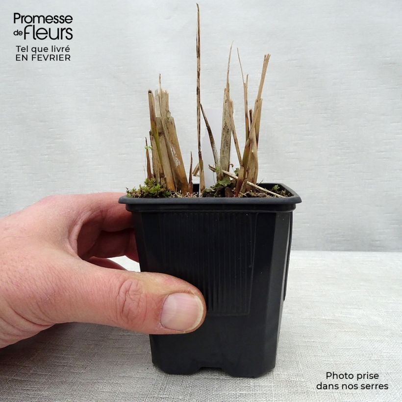 Miscanthus sinensis Gracillimus - Silvergrass 8/9 cm pot sample as delivered in winter