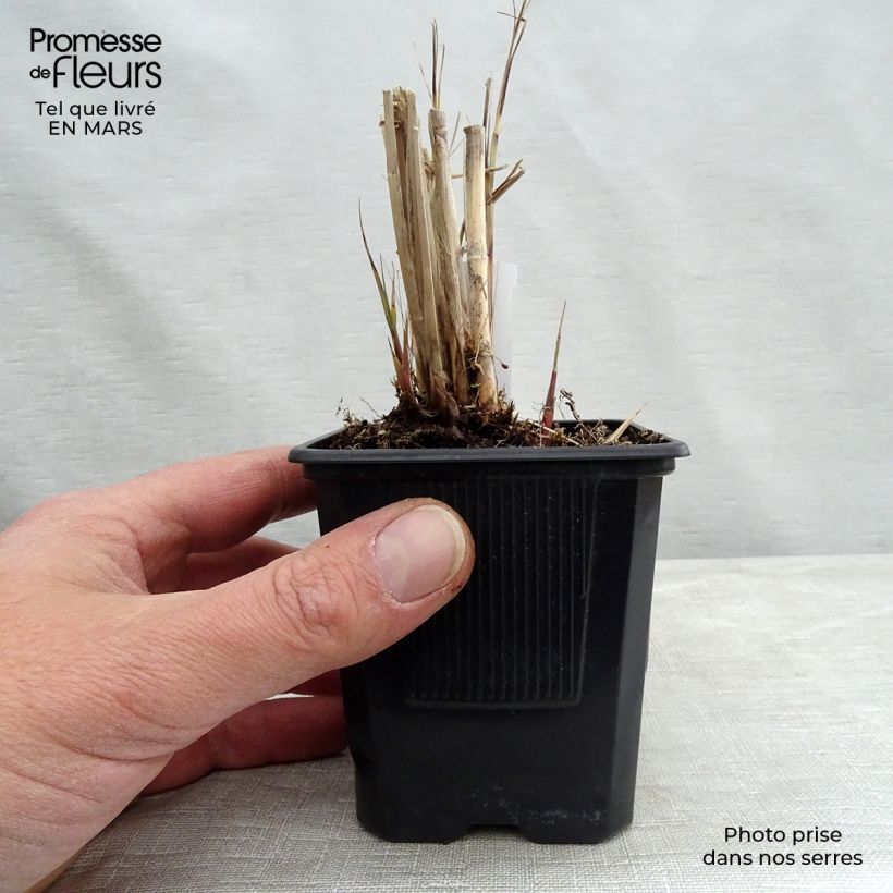 Miscanthus sinensis Gracillimus - Silvergrass 8/9 cm pot sample as delivered in spring