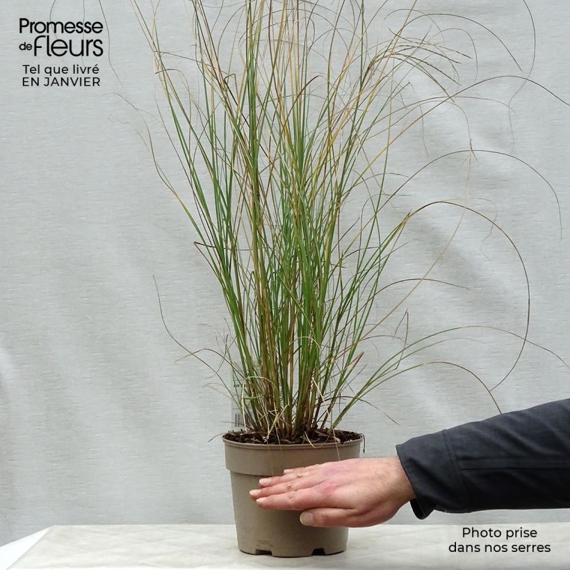 Miscanthus sinensis Gracillimus - Silvergrass 2L/3L pot sample as delivered in winter