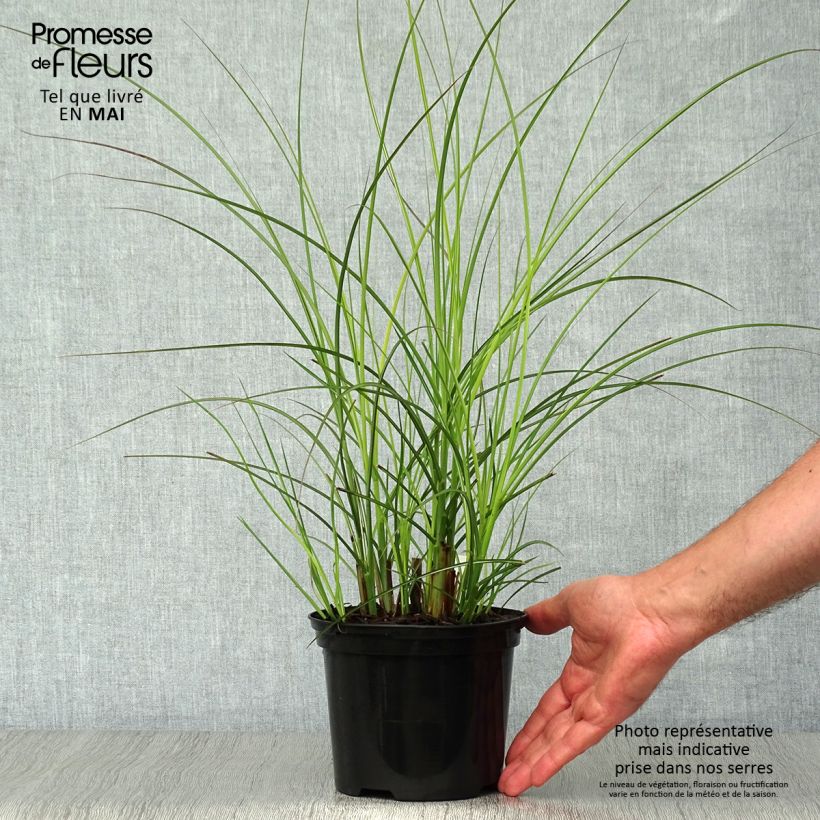 Miscanthus sinensis Gracillimus - Silvergrass 2L/3L pot sample as delivered in spring