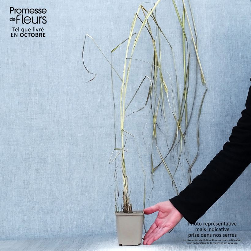 Miscanthus sinensis Kaskade - Silvergrass 8/9 cm pot sample as delivered in autumn