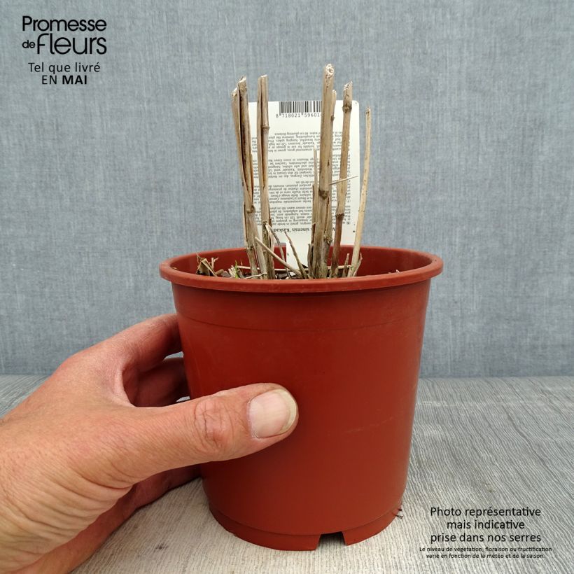 Miscanthus sinensis Kaskade - Silvergrass 1L/1.5L pot sample as delivered in spring