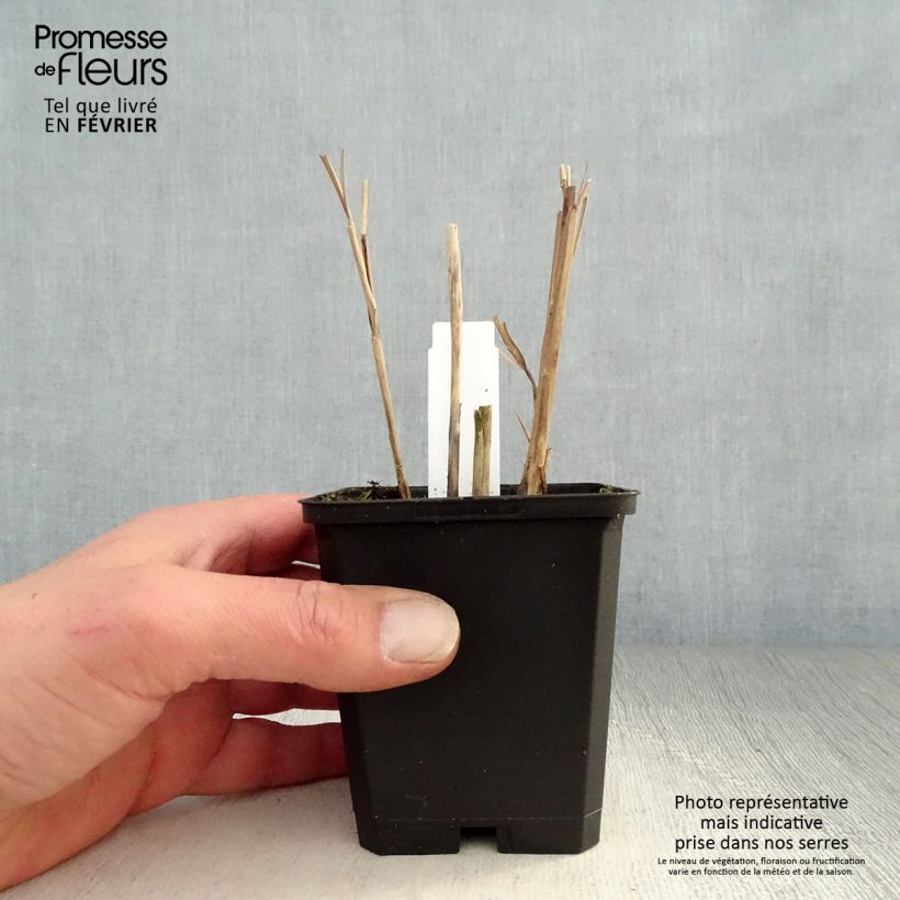 Miscanthus sinensis 'Kleine Fontäne' (Petite Fontaine) 8/9 cm pot sample as delivered in winter