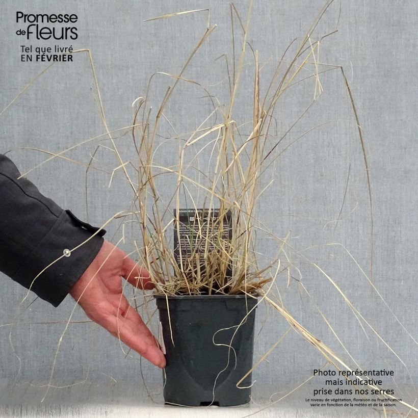 Miscanthus sinensis Kleine Silberspinne - Silvergrass 4L/5L pot sample as delivered in winter