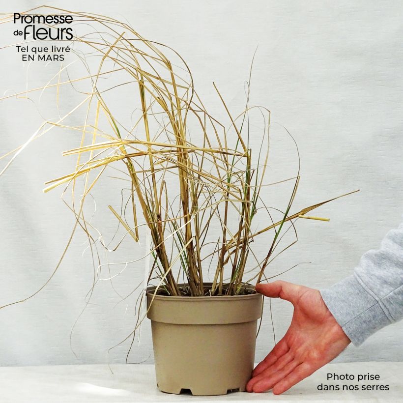 Miscanthus sinensis Kleine Silberspinne - Silvergrass 4L/5L pot sample as delivered in spring
