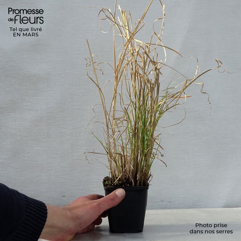 Miscanthus sinensis Kleine Silberspinne - Silvergrass 8/9 cm pot sample as delivered in spring