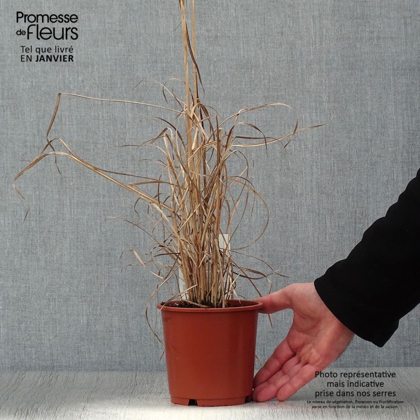 Miscanthus sinensis Kleine Silberspinne - Silvergrass 1L/1.5L pot sample as delivered in winter
