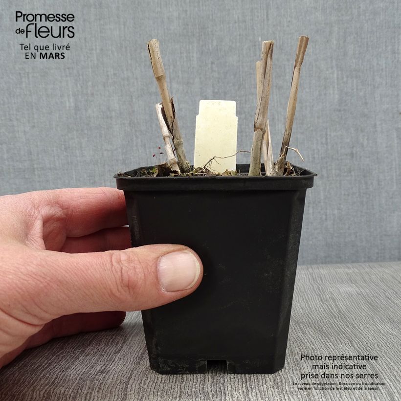 Miscanthus sinensis Krater - Silvergrass 8/9 cm pot sample as delivered in winter