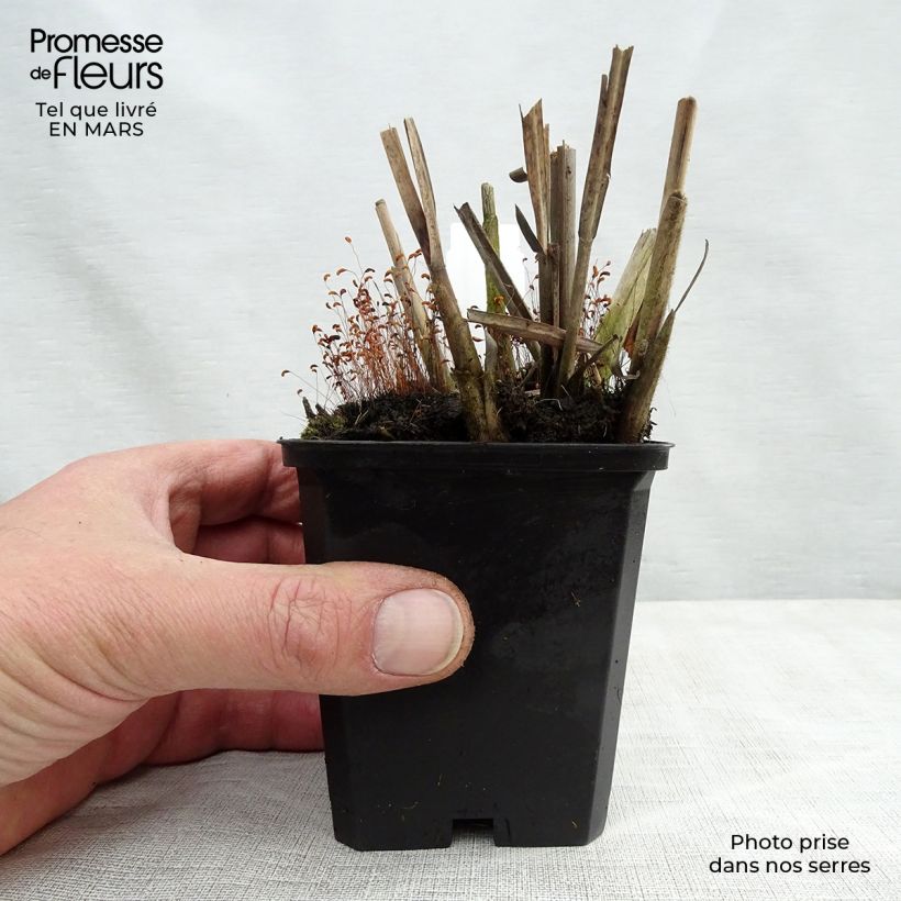 Miscanthus sinensis Krater - Silvergrass 8/9 cm pot sample as delivered in spring