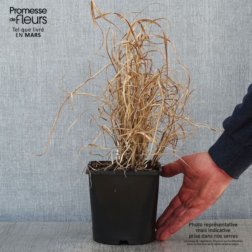 Miscanthus sinensis Little Zebra - Silvergrass 2L/3L pot sample as delivered in winter
