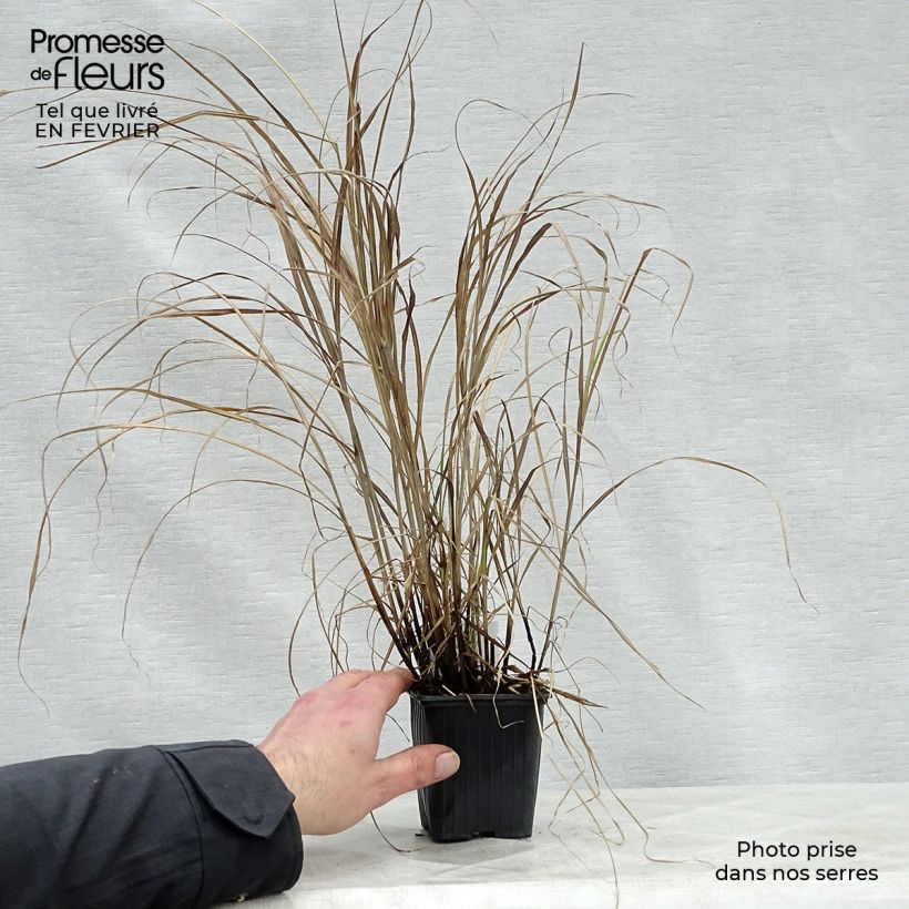 Miscanthus sinensis Little Zebra - Silvergrass 8/9 cm pot sample as delivered in winter