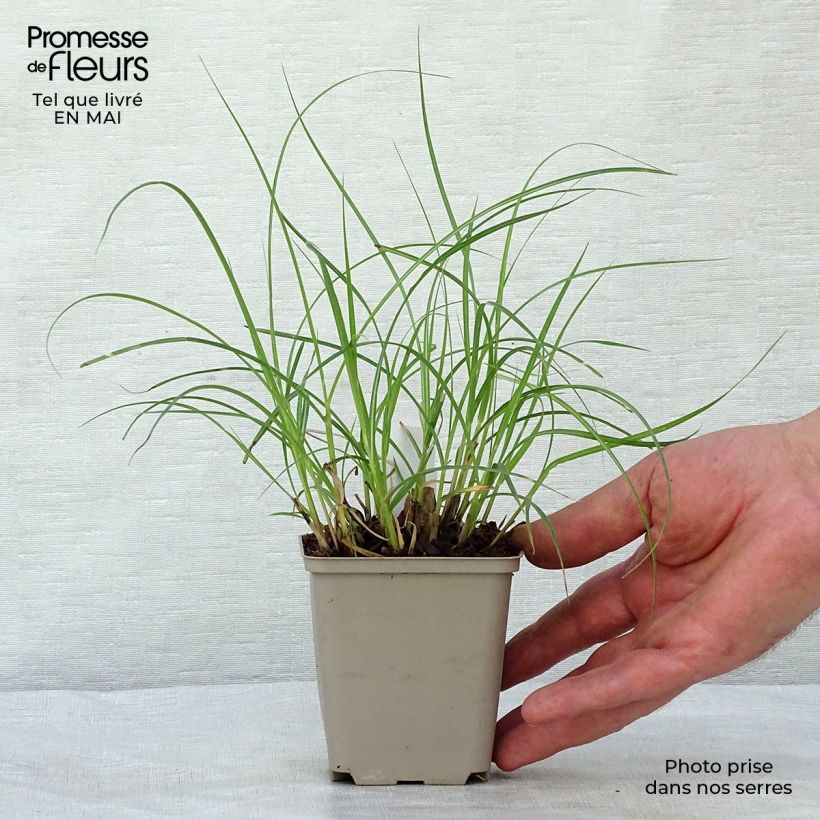 Miscanthus sinensis Little Zebra - Silvergrass 8/9 cm pot sample as delivered in spring
