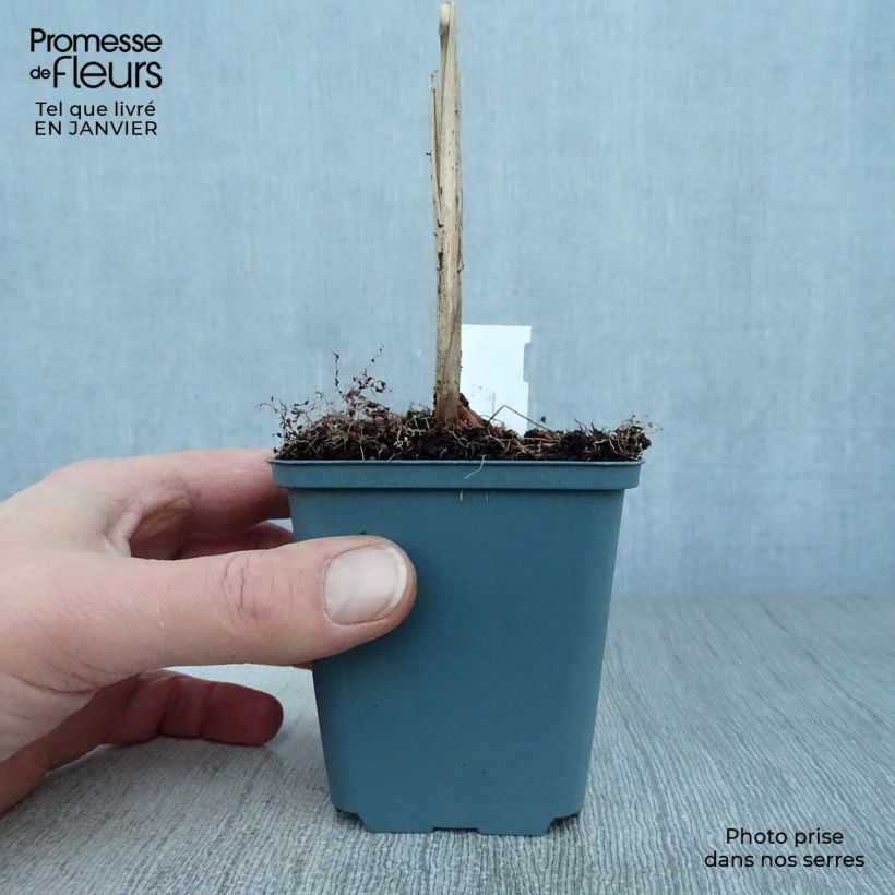 Miscanthus sinensis Malepartus - Silvergrass 8/9 cm pot sample as delivered in winter