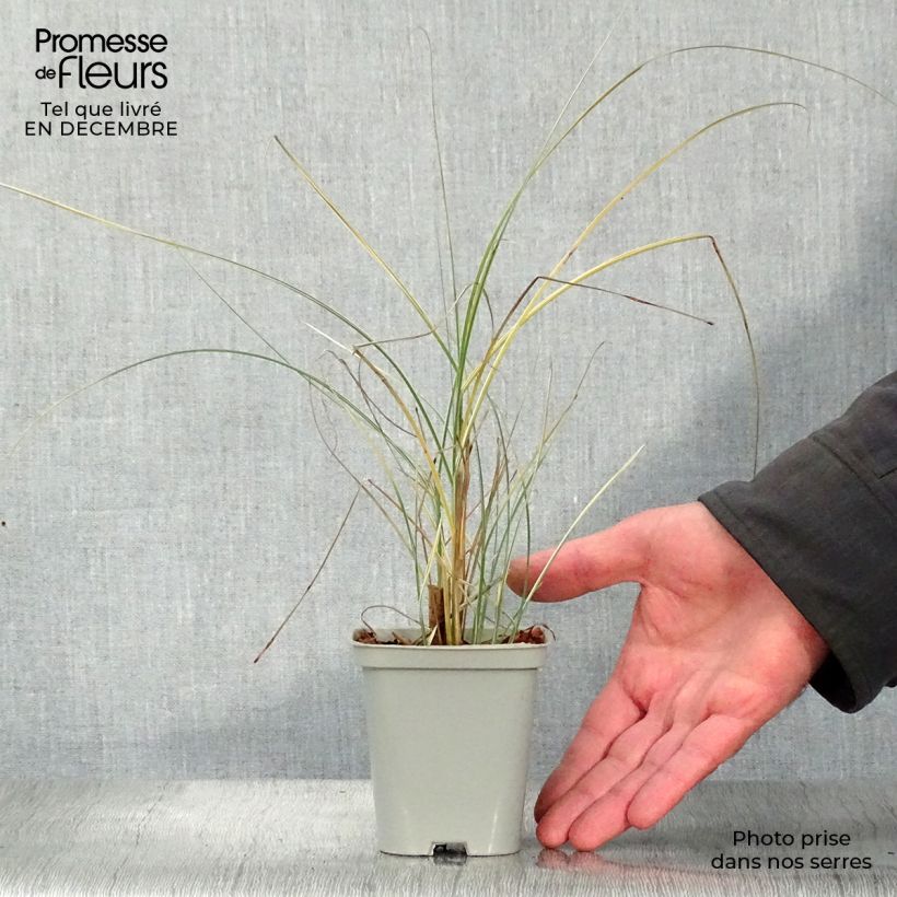 Miscanthus sinensis Morning Light - Silvergrass 8/9 cm pot sample as delivered in winter