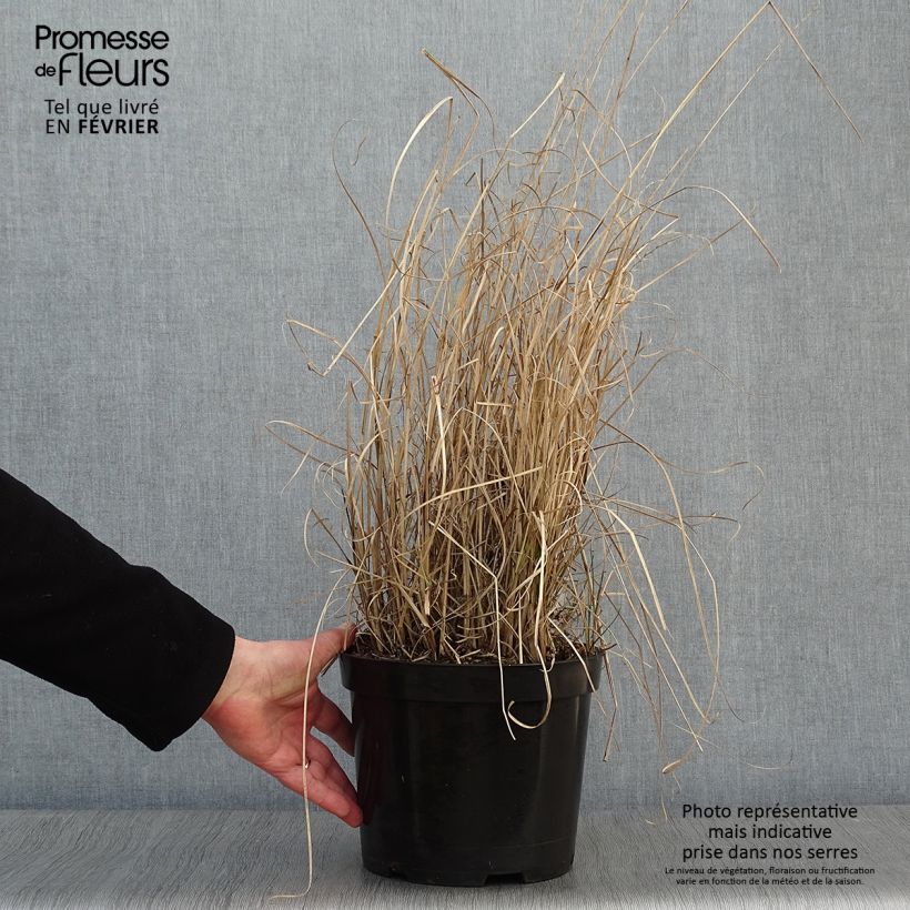 Miscanthus sinensis Morning Light - Silvergrass 7.5L/10L pot sample as delivered in winter