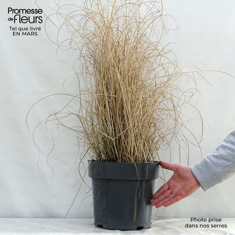Miscanthus sinensis Morning Light - Silvergrass 7.5L/10L pot sample as delivered in spring