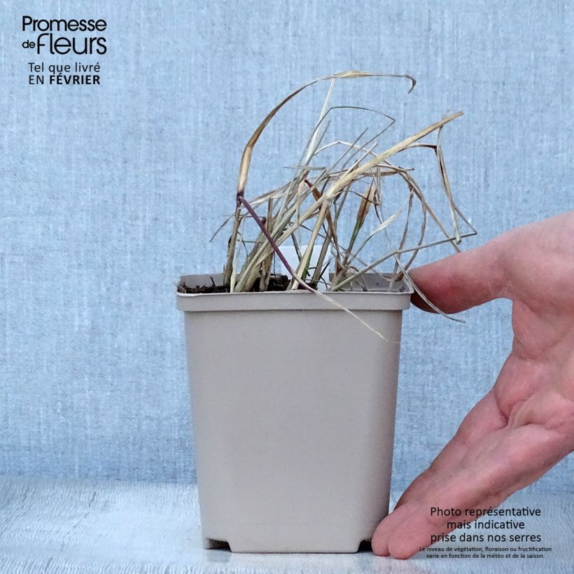 Miscanthus sinensis Nippon - Silvergrass 8/9 cm pot sample as delivered in winter