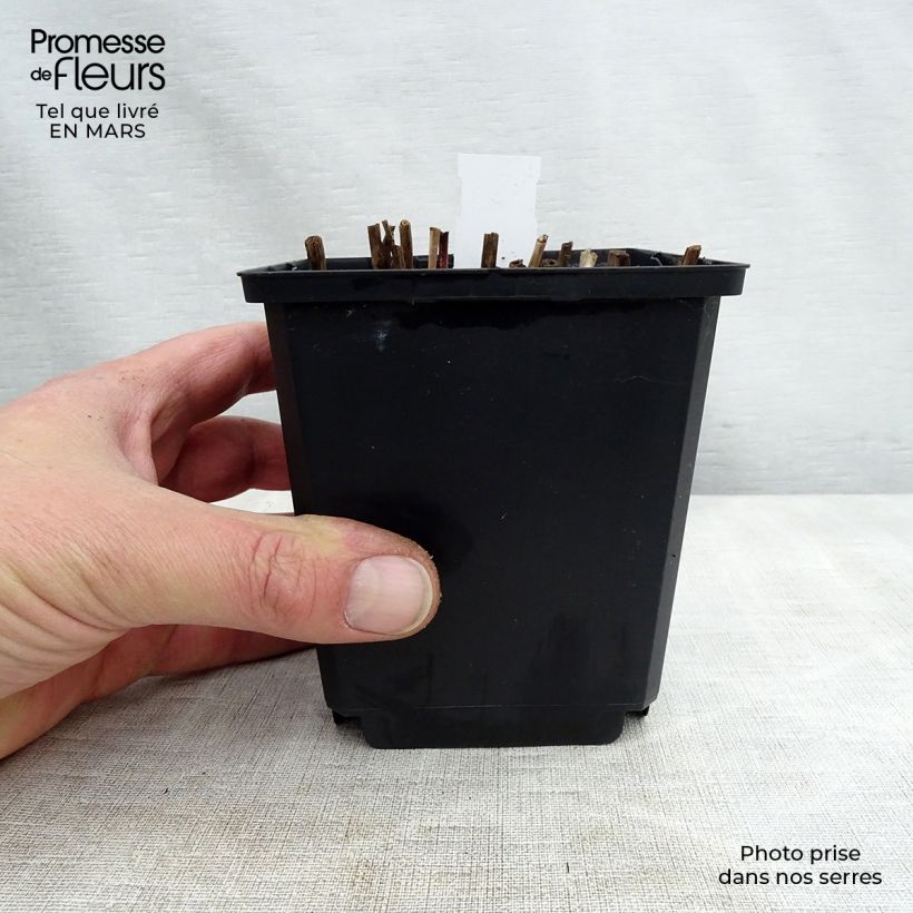 Miscanthus sinensis Nippon - Silvergrass 8/9 cm pot sample as delivered in spring