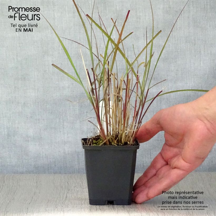 Miscanthus sinensis Purple Fall - Silvergrass 8/9 cm pot sample as delivered in spring