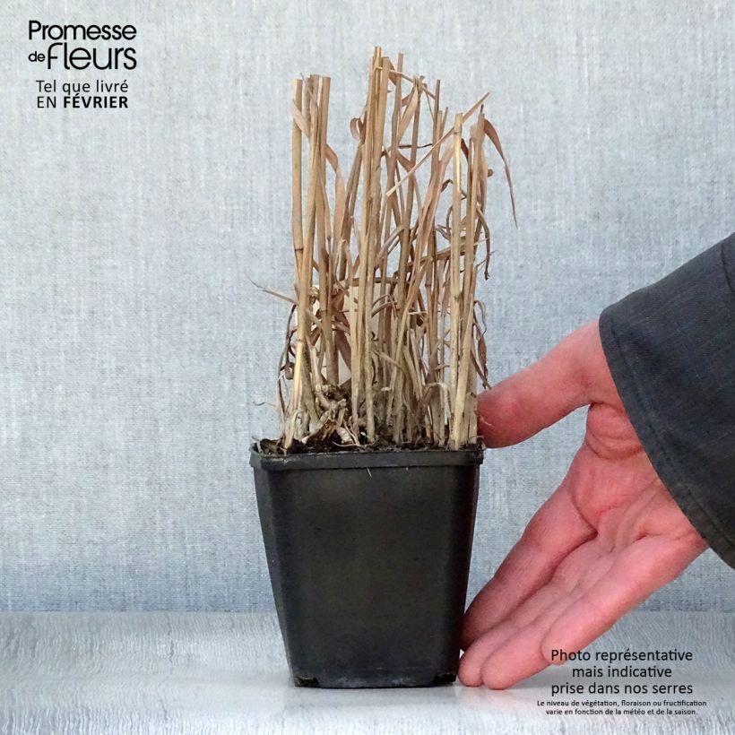Miscanthus sinensis Purpurascens - Silvergrass 8/9 cm pot sample as delivered in winter