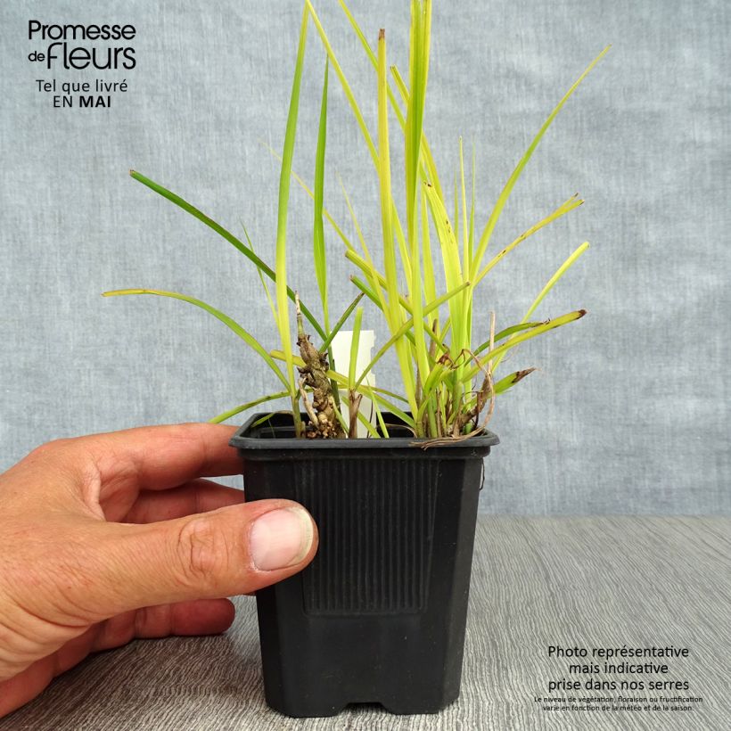 Miscanthus sinensis Purpurascens - Silvergrass 8/9 cm pot sample as delivered in spring