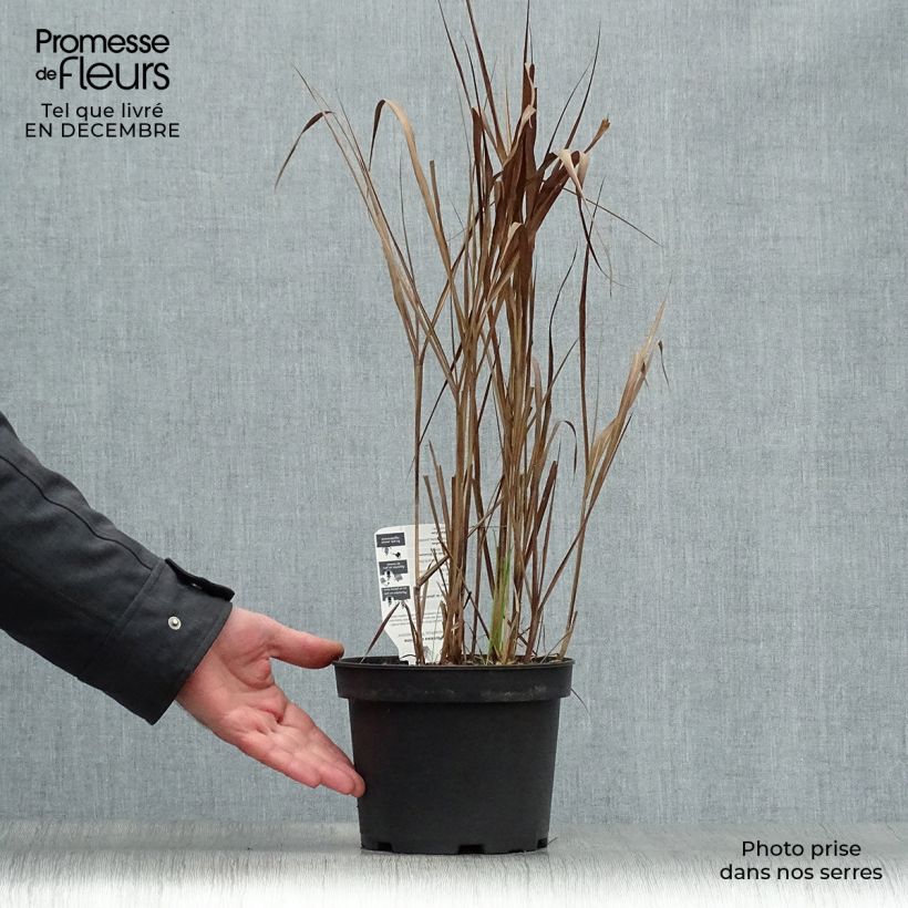 Miscanthus sinensis Purpurascens - Silvergrass 2L/3L pot sample as delivered in winter