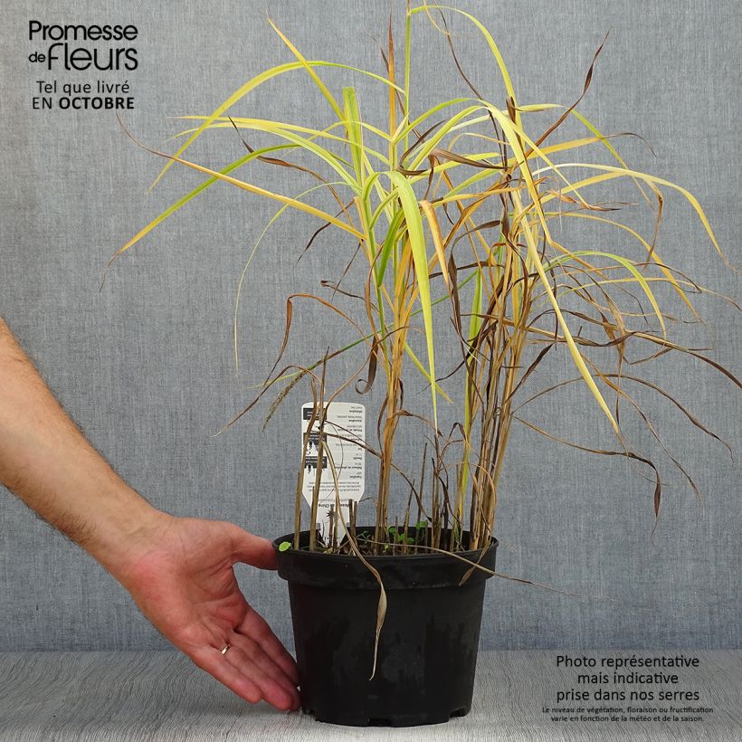 Miscanthus sinensis Purpurascens - Silvergrass 2L/3L pot sample as delivered in autumn